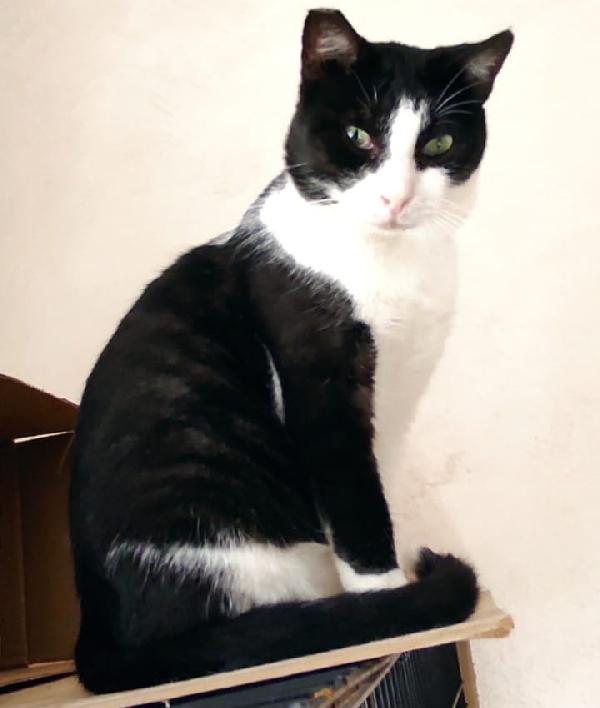 Zorro & Francesco, adozione di coppia Foto 2